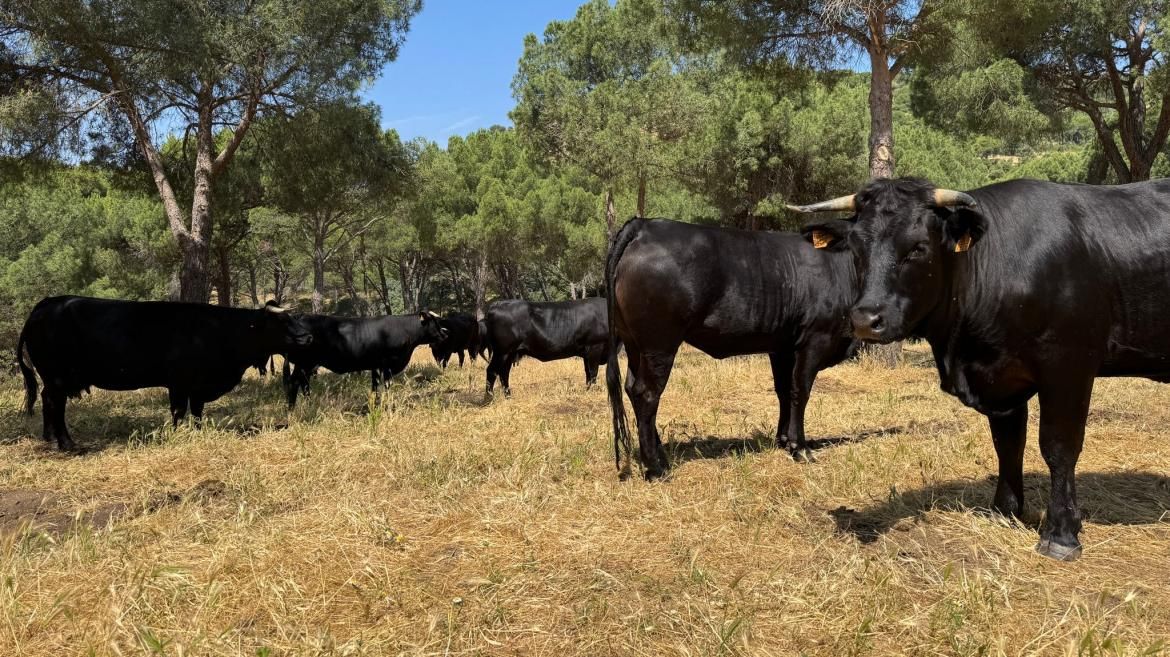 bitsa_ganadería_blockchain