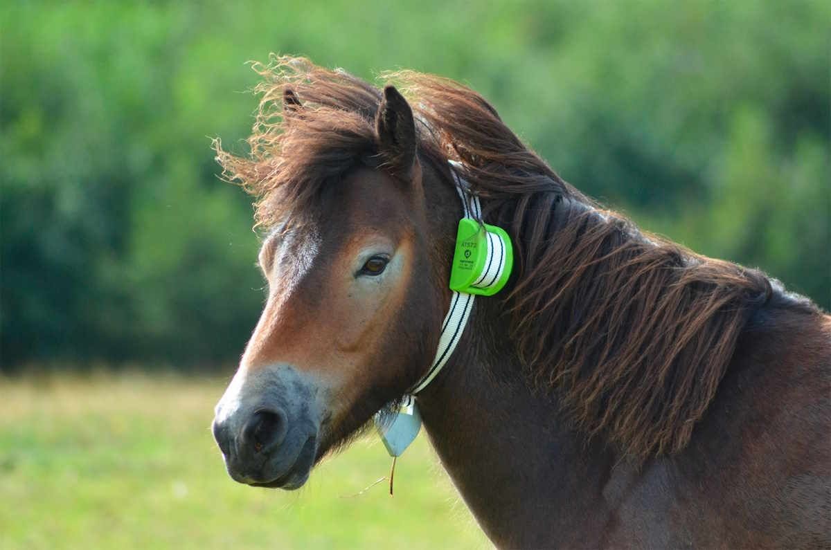 bitsa_ganadería_innovación