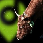 bitsa_blockchain_ganadería